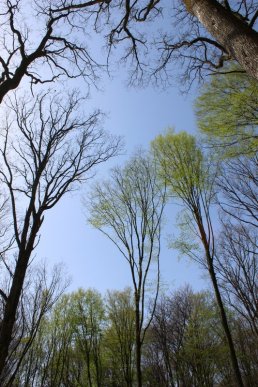 У Шевченківській алеї, що на Ужгородщині, відомі закарпатці висадили нові дерева – 13