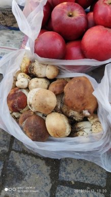 Користувачі соцмереж діляться фотографіями гігантських грибів – 06