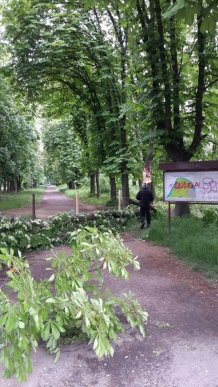 У Боздоському парку Ужгорода на тротуар впало дерево – 03