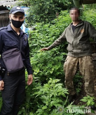 На Воловеччині чоловік вирощував коноплю – 01 На Воловеччині чоловік вирощував коноплю – 01