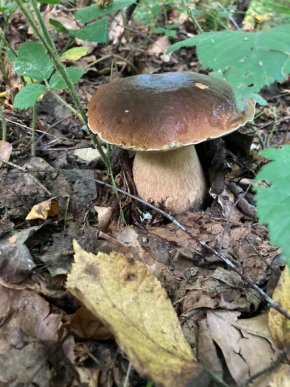 Грибний бум на Закарпатті: де зараз збирають найбільше грибів – 26