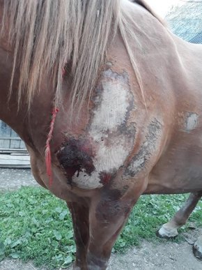 П’яний чоловік прив’язав коня до машини і тягнув тварину по асфальту – 01