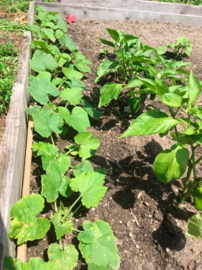 Як закарпатці у Нью-Йорку овочі на даху вирощують – 04