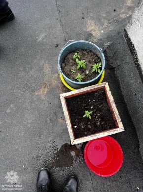 Ужгородець вирощував марихуану на даху багатоповерхівки – 01 Ужгородець вирощував марихуану на даху багатоповерхівки – 01