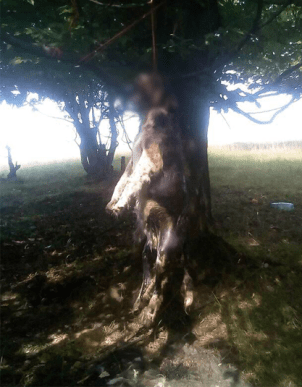 Нелюдський вчинок: невідомі повісили собаку на дереві – 01