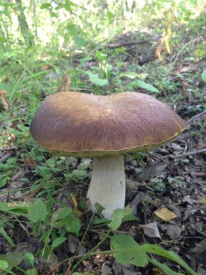 На Закарпатті киянин назбирав 114 кілограмів білих грибів – 07