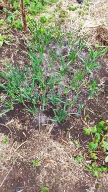 Історія закарпатки шокувала всю країну – 05