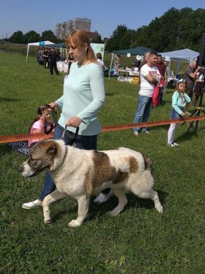 У Мукачеві відбувся "Парад собак" – 05