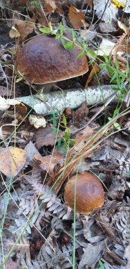 У лісах Закарпаття збирають щедрий грибний урожай – 38