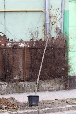 У Мукачеві висаджують кленову алею – 01