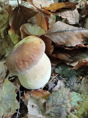 У кількох районах Закарпаття вже збирають гриби – 13