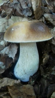 У лісах Закарпаття збирають щедрий грибний урожай – 13