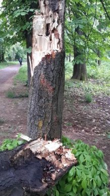 У Боздоському парку Ужгорода на тротуар впало дерево – 01