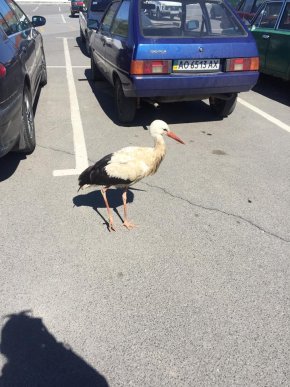 На парковці одного з гіпермаркетів Ужгорода оселився лелека – 02