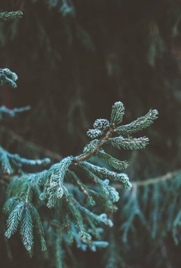 Картинки на телефон: обирайте нову заставку з зимовим вайбом – 31