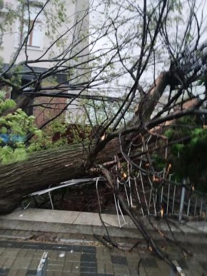 У Мукачеві шквальний вітер повалив дерева  – 02