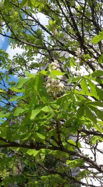 В Ужгороді вдруге за рік цвіте каштан – 03