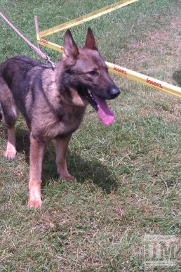 На міській набережній Мукачева провели вже традиційну виставку собак (ФОТО) – 04