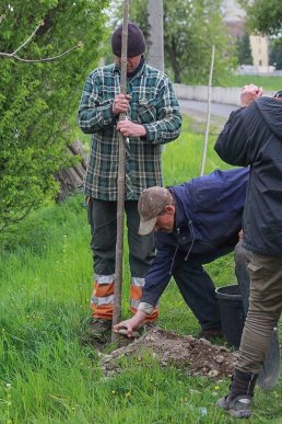 У Мукачеві на набережній висаджують екзотичні дерева – 02