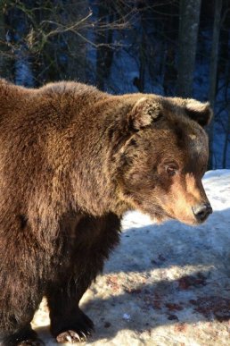 Соцмережі підкорюють фото ведмедів із Синевиру – 15 Соцмережі підкорюють фото ведмедів із Синевиру – 15