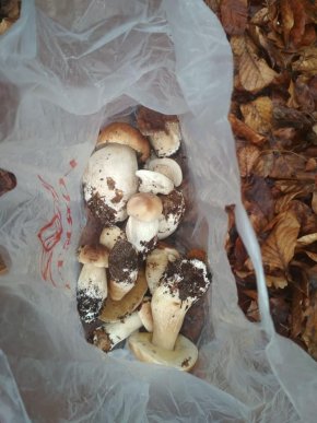 Зима грибам не перепона: закарпатці хизуються щедрим грибним "уловом" – 05