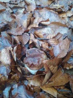 Зима грибам не перепона: закарпатці хизуються щедрим грибним "уловом" – 07