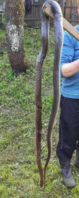 На Закарпатті виявили майже 3-метрову змію, – соцмережі – 03