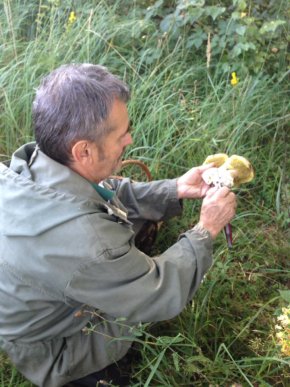 На Закарпатті киянин назбирав 114 кілограмів білих грибів – 11