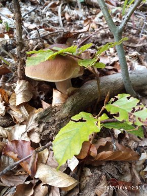 У лісах Закарпаття триває грибний сезон – 09