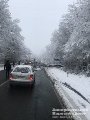 На об’їзній дорозі в Ужгороді дерево впало на дорогу та зупинило рух транспорту – 02