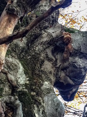 Містика? На місці із дивними деревами та камінням виявили вбиту і підвішену на ланцюг сову – 02