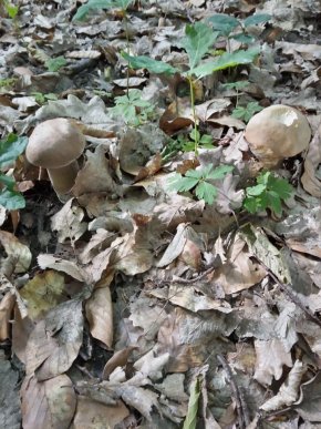 Грибний сезон на Закарпатті: відомо, в яких районах уже збирають лісові трофеї – 08