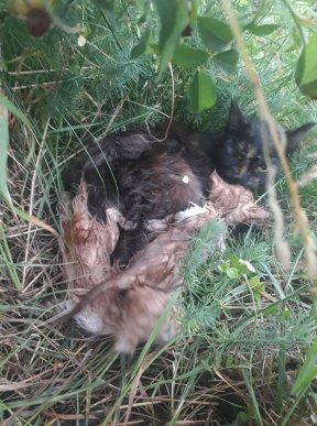 Шокуючий вчинок: на Закарпатті під час грози невідомі зав’язали у мішок кошенят і викинули на трасу – 01