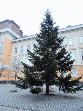 У центрі Берегова встановили новорічно-різдвяну ялинку – 03