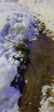 В Ужгороді посеред вулиці від удару струмом загинув собака – 03