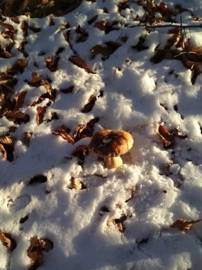 Закарпатець знайшов гриби у снігу – 03