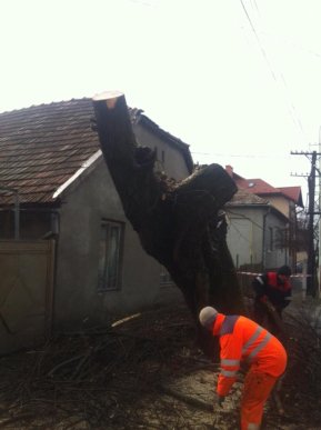 У Мукачеві на вулиці О. Духновича вирубують дерева – 01