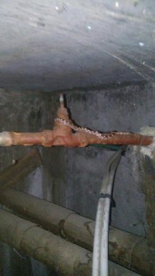 У підвалі багатоповерхівки виявили екзотичну змію – 01