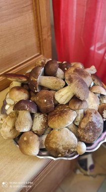 Грибний бум на Закарпатті: де зараз збирають найбільше грибів – 08