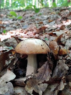 У кількох районах Закарпаття вже збирають гриби – 12