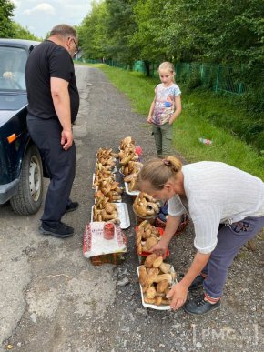 Грибний бум на Мукачівщині або як місцеві заробляють на дарах лісу – 02