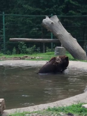 Як на Закарпатті ведмеді рятуються від спеки: кумедні фото – 01