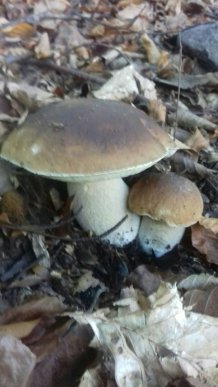 У лісах Закарпаття збирають щедрий грибний урожай – 23