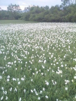 На Хустщині почала цвісти Долина нарцисів – 01