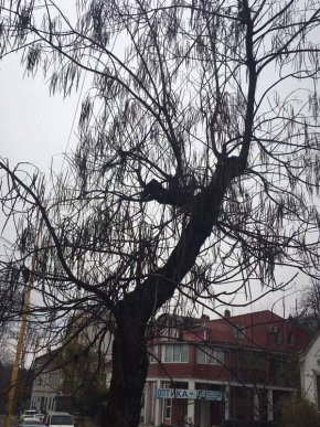 На вулиці Собранецькій в Ужгороді саджатимуть молоді дерева – 04