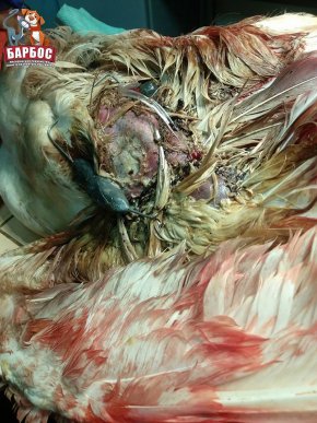 В Ужгороді рятували лебедя, над яким познущалися невідомі – 07