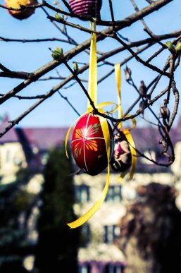 У Мукачеві з’явилося писанкове дерево – 04