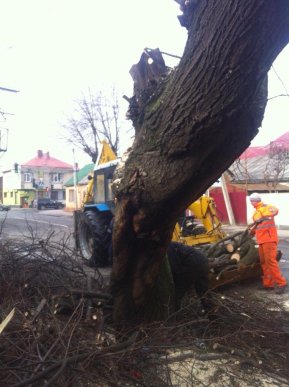 У Мукачеві на вулиці О. Духновича вирубують дерева – 02