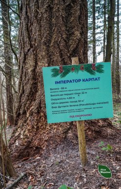 На Закарпатті росте найвище дерево у Східній Європі – 01