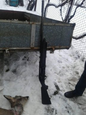 Незаконне полювання: чоловік підстрелив косулю та втік – 02